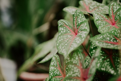 绿叶和红叶植物